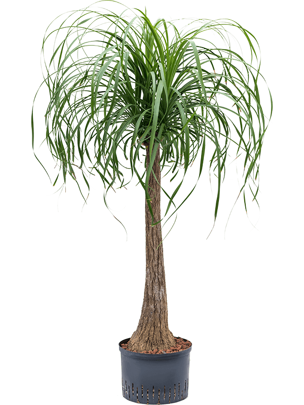 Planta naturala de interior Stem (90) D50xH130cm Beaucarnea recurvata P25/19cm in hidrogranule