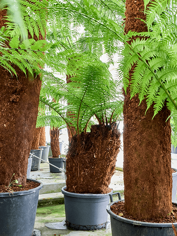 Planta naturala de interior Stem 90 special D150xH250cm Dicksonia antarctica PS50/41cm in pamant