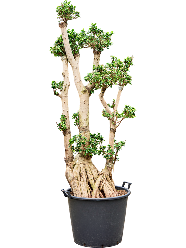 Planta naturala de interior Stem Bonsai D60xH250cm Ficus microcarpa 'Compacta' PS65/44cm in pamant