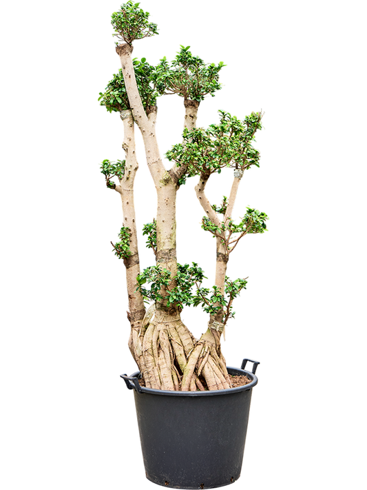Planta naturala de interior Stem Bonsai D60xH250cm Ficus microcarpa 'Compacta' PS65/44cm in pamant