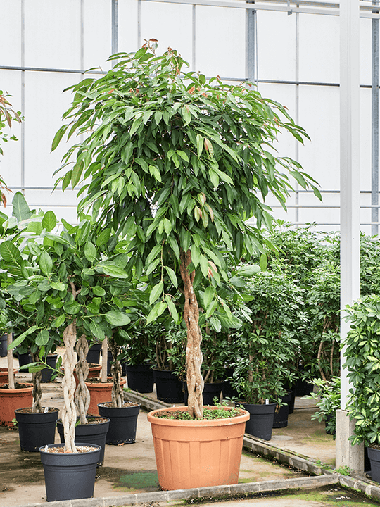 Planta naturala de interior Stem braided D140xH275cm Ficus binnendijkii 'Amstel King' PS50/41cm in pamant