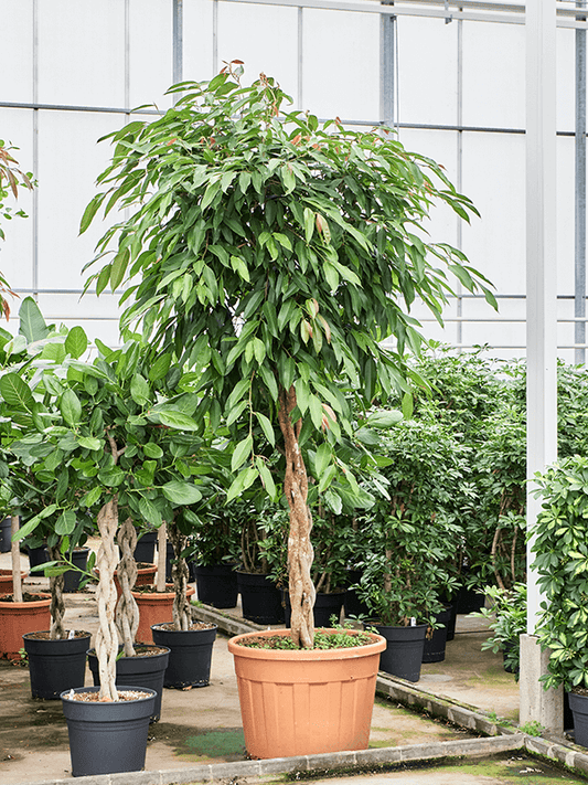 Planta naturala de interior Stem braided D140xH275cm Ficus binnendijkii 'Amstel King' PS50/41cm in pamant