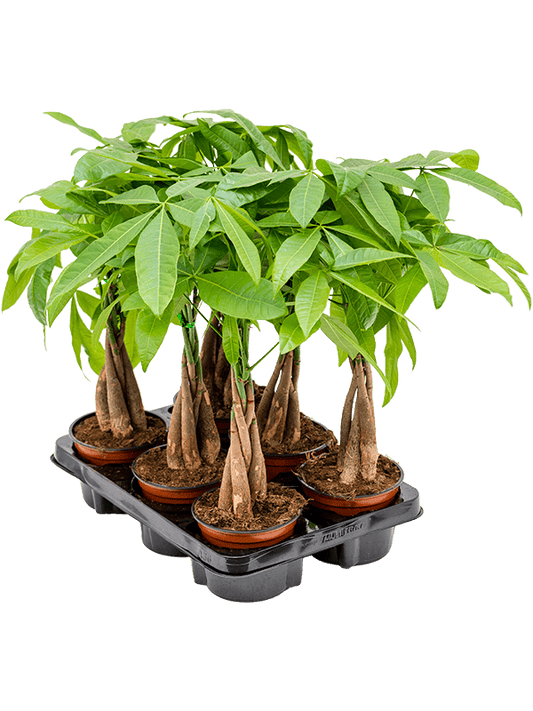 Planta naturala de interior Stem braided D30xH45cm Pachira aquatica PS12/10cm in pamant