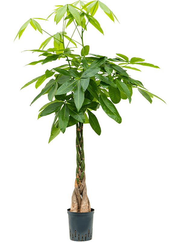 Planta naturala de interior Stem braided D35xH130cm Pachira aquatica P18/19cm in hidrogranule