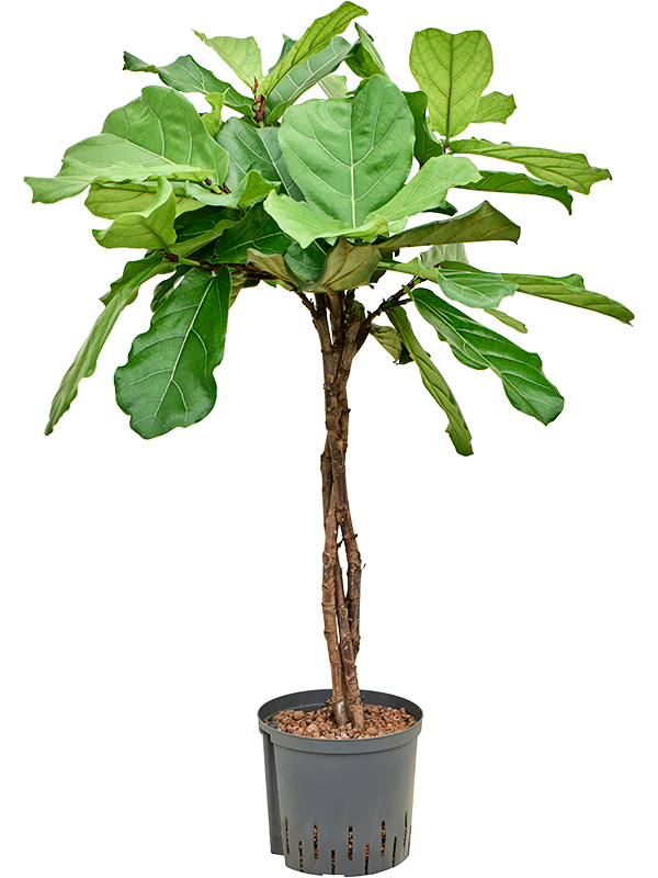 Planta naturala de interior Stem braided D50xH100cm Ficus lyrata P22/19cm in hidrogranule