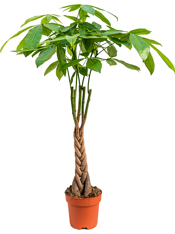 Planta naturala de interior Stem braided D50xH100cm Pachira aquatica PS21/18cm in pamant