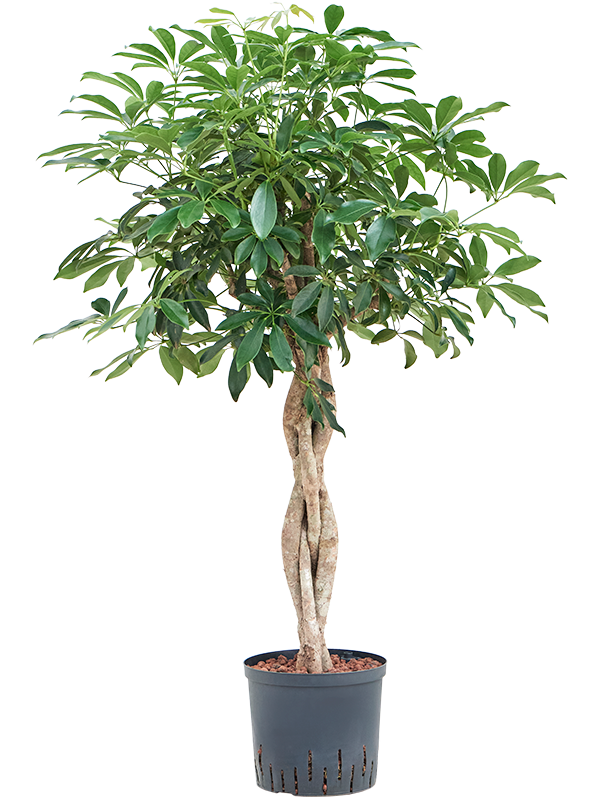 Planta naturala de interior Stem braided D50xH110cm Schefflera arboricola 'Compacta' P22/19cm in hidrogranule