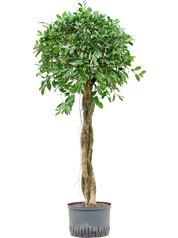 Planta naturala de interior Stem braided D50xH130cm Ficus microcarpa ‘Nitida’ P28/19cm in hidrogranule