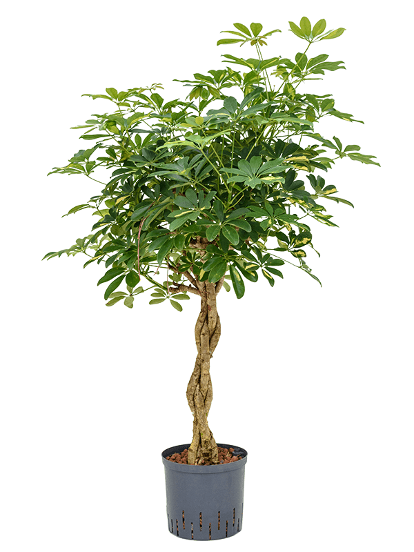 Planta naturala de interior Stem braided D50xH115cm Schefflera arboricola 'Gold Capella' P22/19cm in hidrogranule