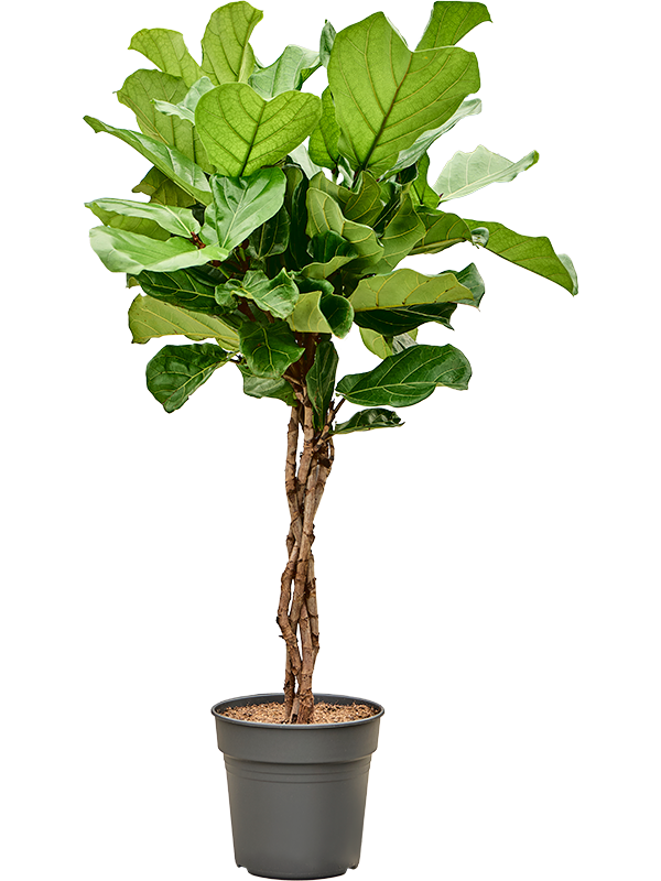 Planta naturala de interior Stem braided D50xH120cm Ficus lyrata PS27/25cm in pamant