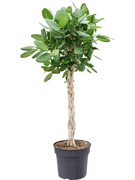 Planta naturala de interior Stem Braided D50xH130cm Ficus benghalensis 'Audrey' PS30/27cm in pamant