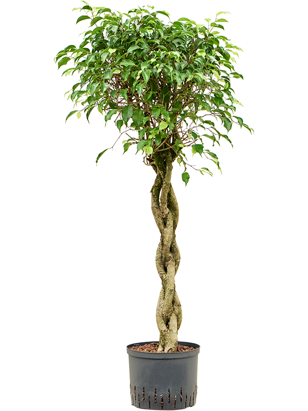 Planta naturala de interior Stem braided D50xH130cm Ficus benjamina 'Exotica' P22/19cm in hidrogranule