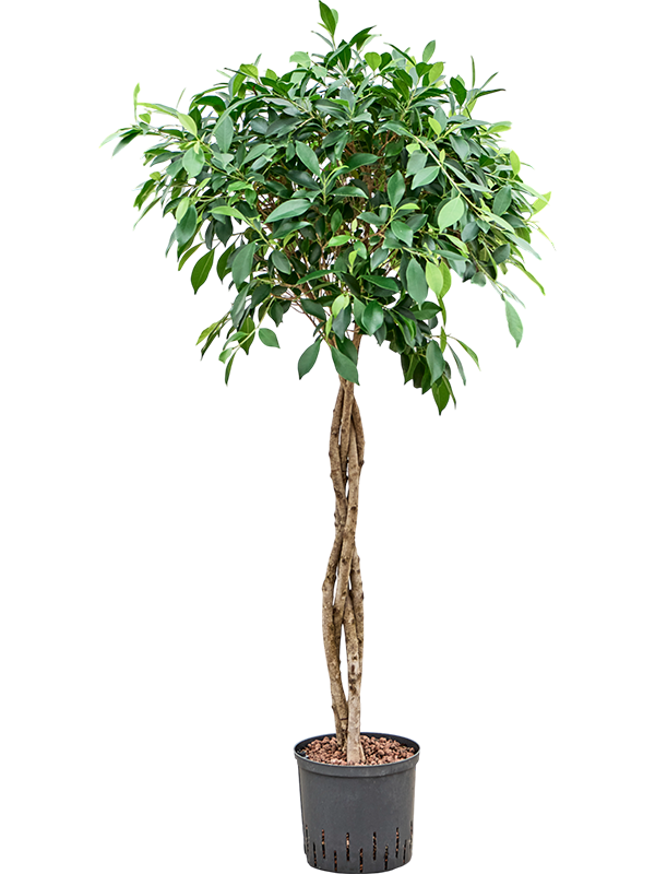 Planta naturala de interior Stem braided D50xH130cm Ficus microcarpa ‘Nitida’ P22/19cm in hidrogranule
