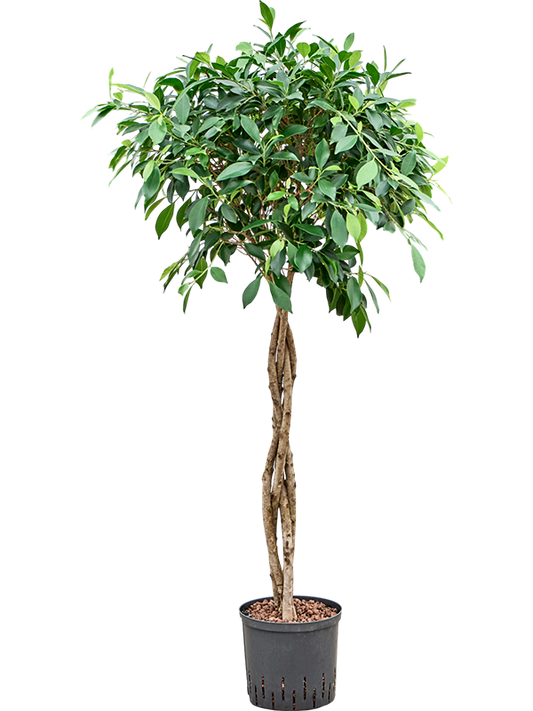Planta naturala de interior Stem braided D50xH130cm Ficus microcarpa ‘Nitida’ P22/19cm in hidrogranule