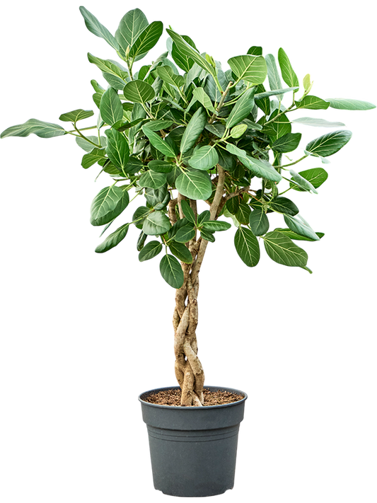 Planta naturala de interior Stem braided D50xH140cm Ficus benghalensis 'Audrey' (130-150) PS34/30cm in pamant