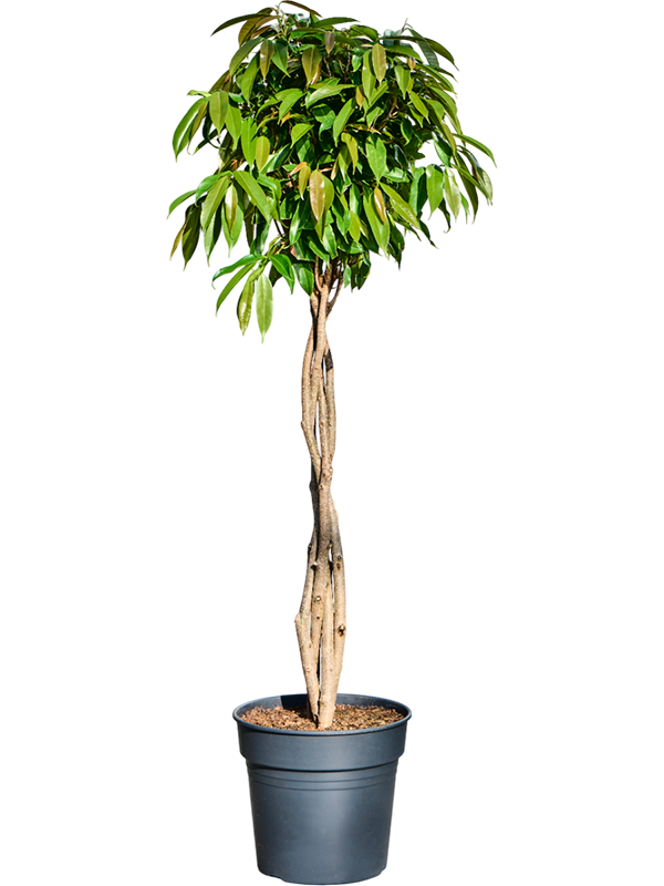Planta naturala de interior Stem braided D50xH145cm Ficus binnendijkii 'Amstel King' PS30/27cm in pamant