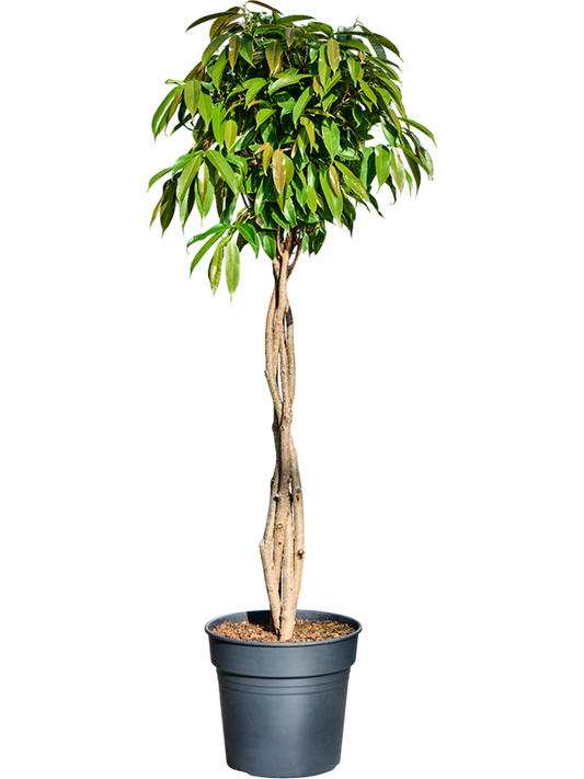 Planta naturala de interior Stem braided D50xH145cm Ficus binnendijkii 'Amstel King' PS30/27cm in pamant