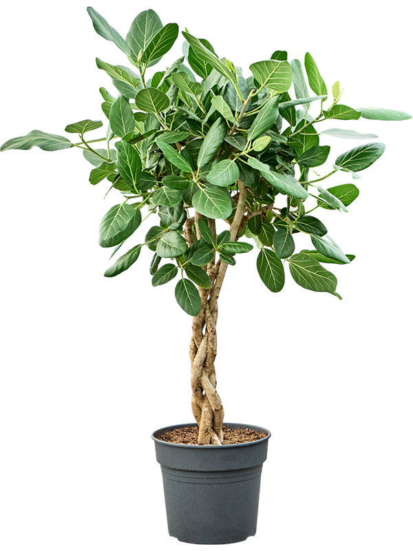 Planta naturala de interior Stem braided D50xH150cm Ficus benghalensis 'Audrey' PS34/30cm in pamant
