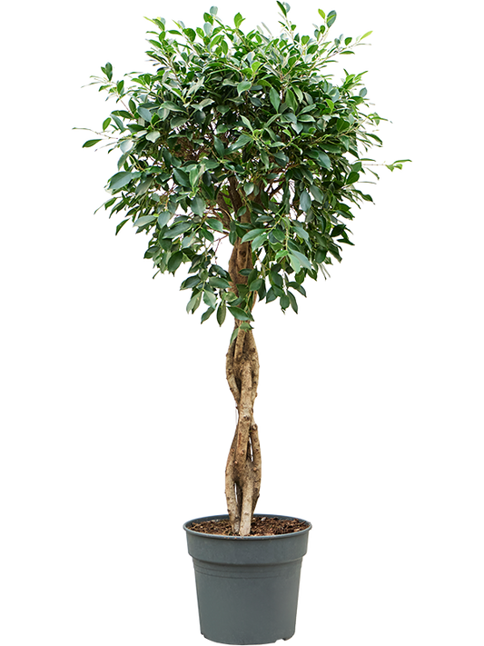 Planta naturala de interior Stem braided D55xH125cm Ficus microcarpa ‘Nitida’ PS34/30cm in pamant
