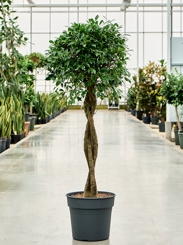 Planta naturala de interior Stem braided D55xH125cm Ficus microcarpa ‘Nitida’ PS34/30cm in pamant