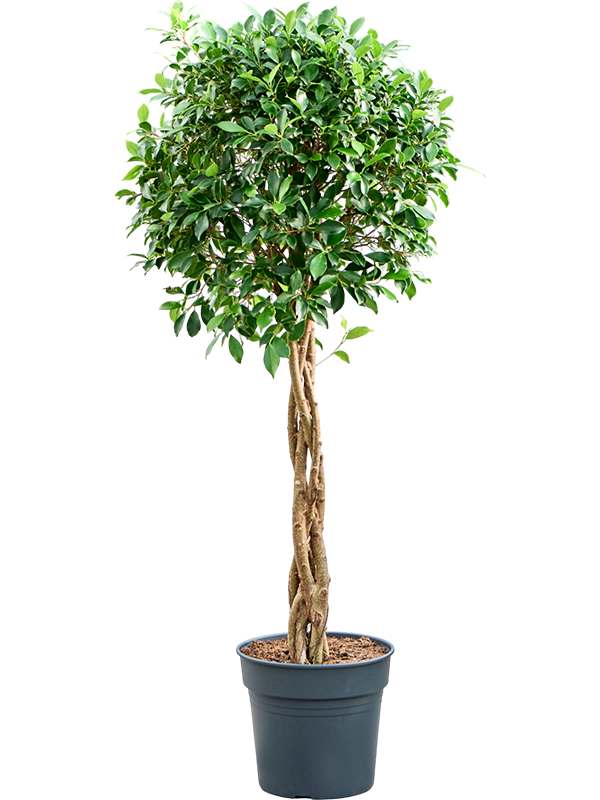 Planta naturala de interior Stem braided D55xH125cm Ficus microcarpa ‘Nitida’ PS34/30cm in pamant