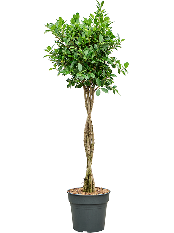 Planta naturala de interior Stem braided D55xH135cm Ficus microcarpa ‘Nitida’ PS30/27cm in pamant