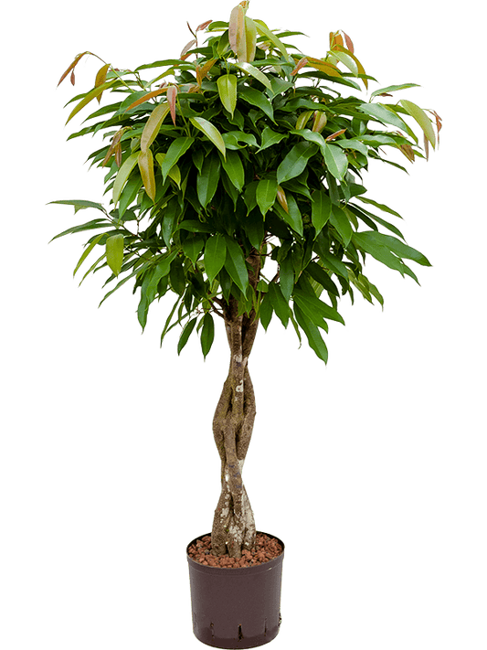 Planta naturala de interior Stem braided D60xH120cm Ficus binnendijkii 'Amstel King' P22/19cm in hidrogranule