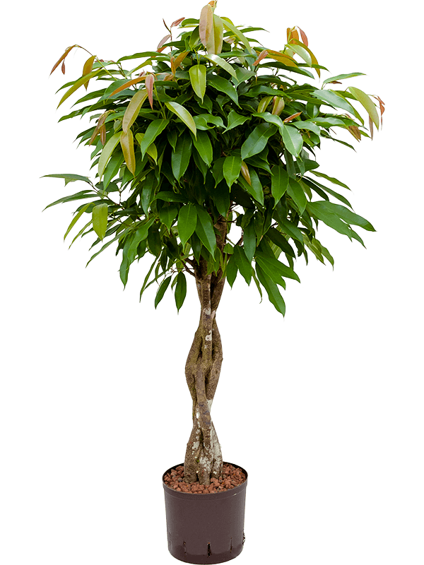 Planta naturala de interior Stem braided D60xH120cm Ficus binnendijkii 'Amstel King' P22/19cm in hidrogranule