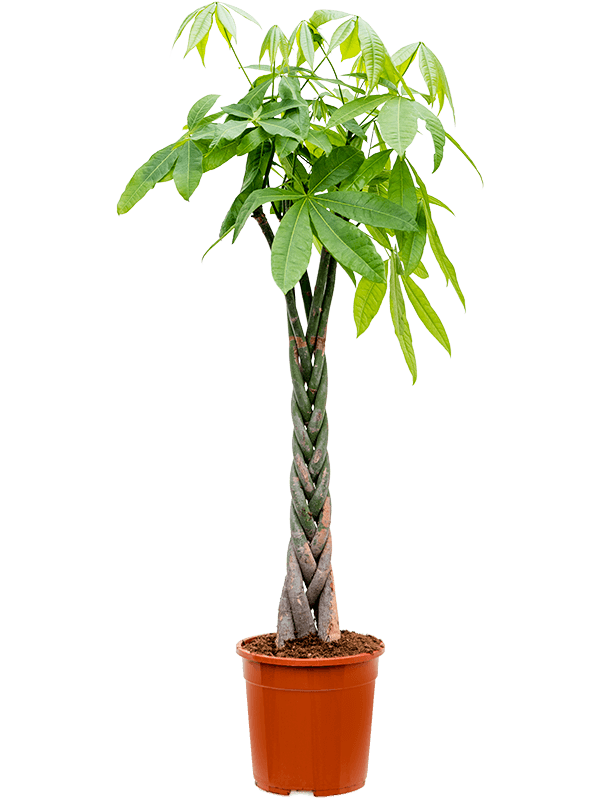 Planta naturala de interior Stem braided D60xH120cm Pachira aquatica PS24/22cm in pamant