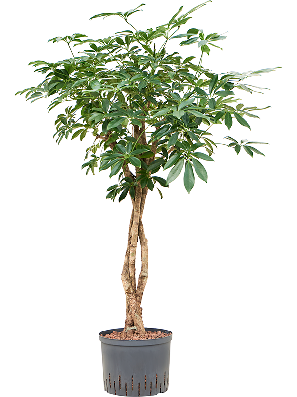 Planta naturala de interior Stem braided D60xH120cm Schefflera arboricola 'Compacta' P25/19cm in hidrogranule
