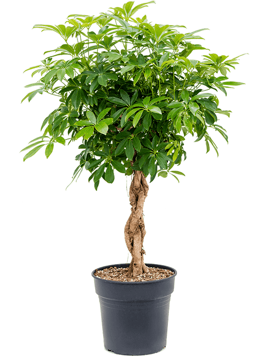 Planta naturala de interior Stem braided D60xH125cm Schefflera arboricola 'Compacta' PS30/27cm in pamant