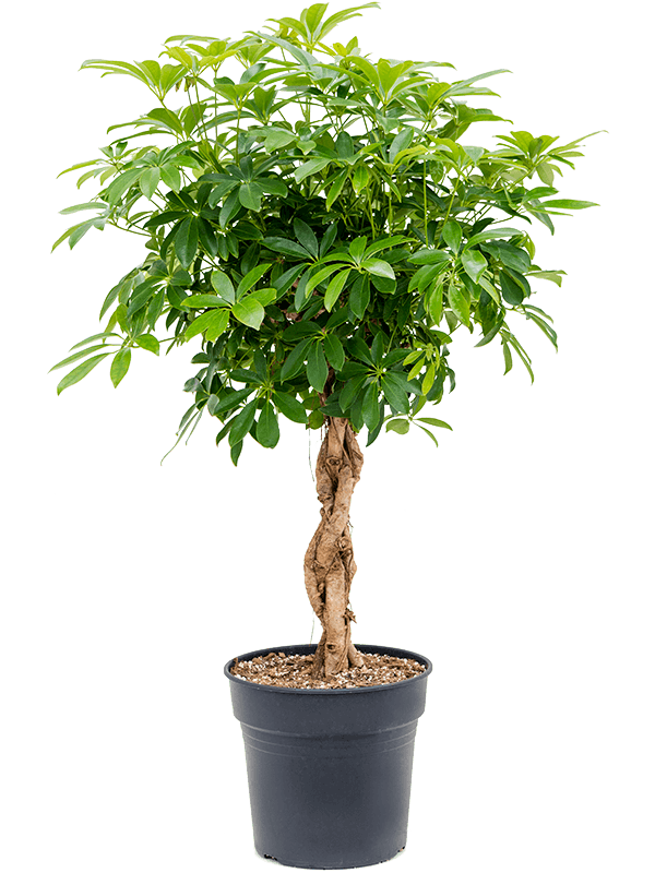 Planta naturala de interior Stem braided D60xH125cm Schefflera arboricola 'Compacta' PS30/27cm in pamant