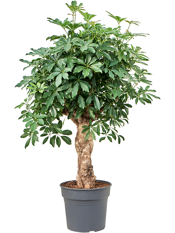 Planta naturala de interior Stem braided D60xH125cm Schefflera arboricola 'Compacta' PS34/31cm in pamant