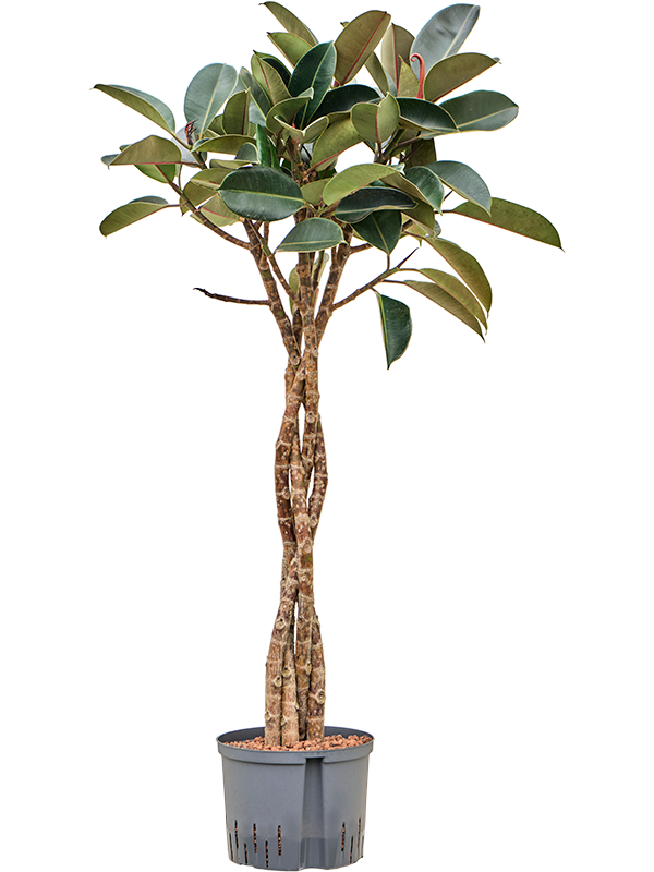 Planta naturala de interior Stem braided D60xH140cm Ficus elastica 'Burgundy' P25/19cm in hidrogranule