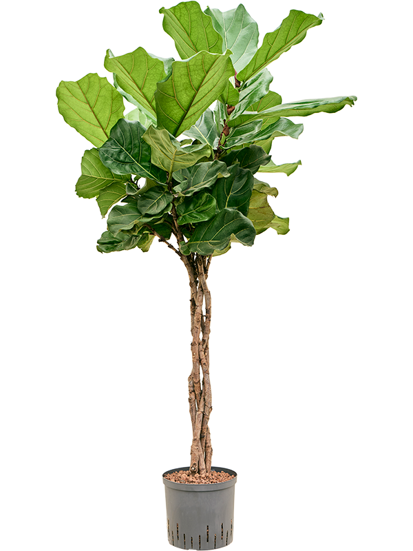 Planta naturala de interior Stem braided D60xH135cm Ficus lyrata P22/19cm in hidrogranule