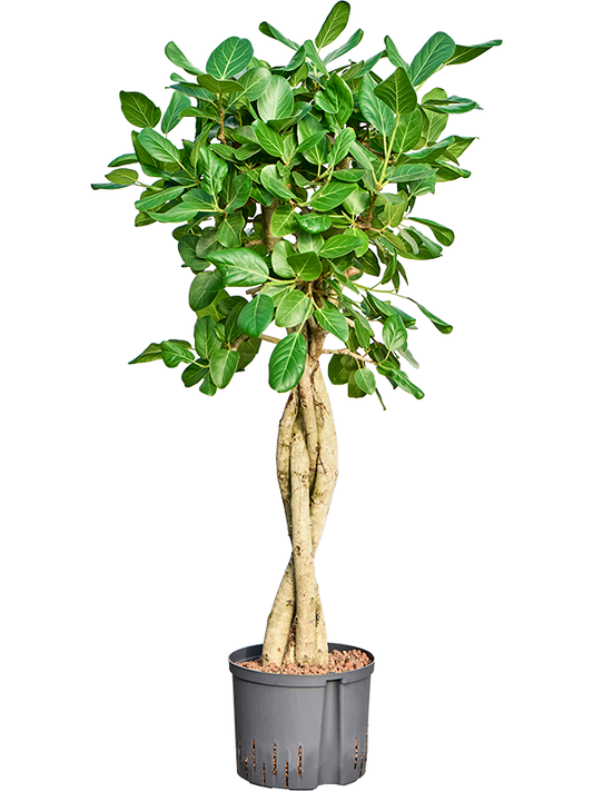 Planta naturala de interior Stem braided D60xH140cm Ficus benghalensis 'Audrey' P25/19cm in hidrogranule