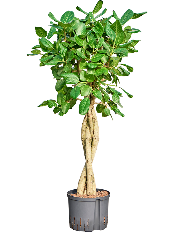 Planta naturala de interior Stem braided D60xH140cm Ficus benghalensis 'Audrey' P25/19cm in hidrogranule