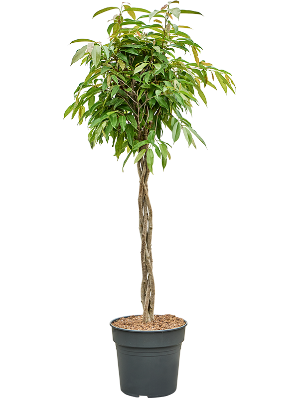 Planta naturala de interior Stem braided D60xH140cm Ficus binnendijkii 'Amstel King' PS30/27cm in pamant