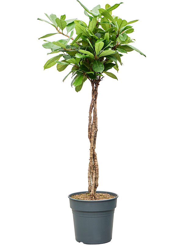 Planta naturala de interior Stem braided D60xH140cm Ficus cyathistipula PS30/27cm in pamant