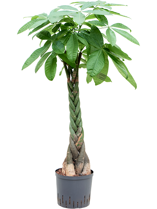 Planta naturala de interior Stem braided D60xH140cm Pachira aquatica P22/19cm in hidrogranule