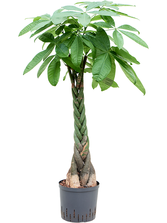 Planta naturala de interior Stem braided D60xH140cm Pachira aquatica P22/19cm in hidrogranule