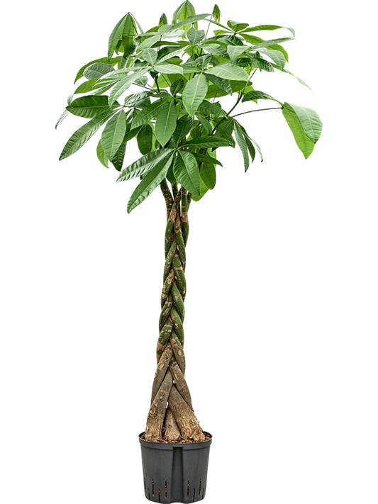 Planta naturala de interior Stem braided D60xH150cm Pachira aquatica P22/19cm in hidrogranule