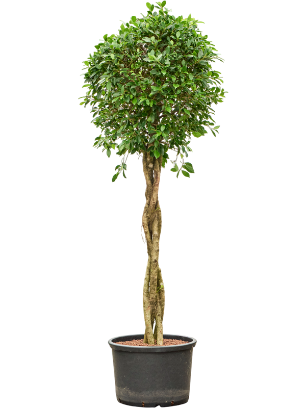 Planta naturala de interior Stem braided D60xH180cm Ficus microcarpa ‘Nitida’ P42/32cm in hidrogranule