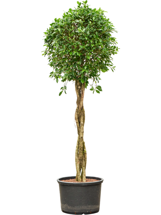 Planta naturala de interior Stem braided D60xH180cm Ficus microcarpa ‘Nitida’ P42/32cm in hidrogranule