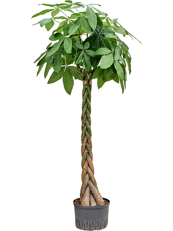 Planta naturala de interior Stem braided D60xH190cm Pachira aquatica P28/19cm in hidrogranule