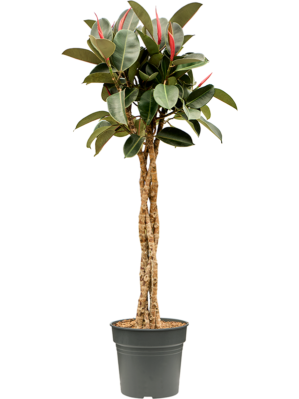 Planta naturala de interior Stem braided D65xH150cm Ficus elastica 'Burgundy' PS30/27cm in pamant