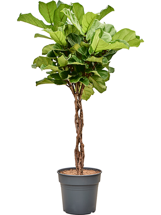 Planta naturala de interior Stem braided D65xH140cm Ficus lyrata PS30/27cm in pamant