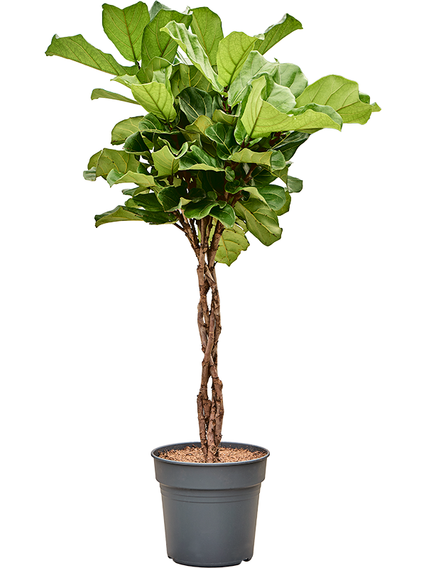 Planta naturala de interior Stem braided D65xH140cm Ficus lyrata PS30/27cm in pamant