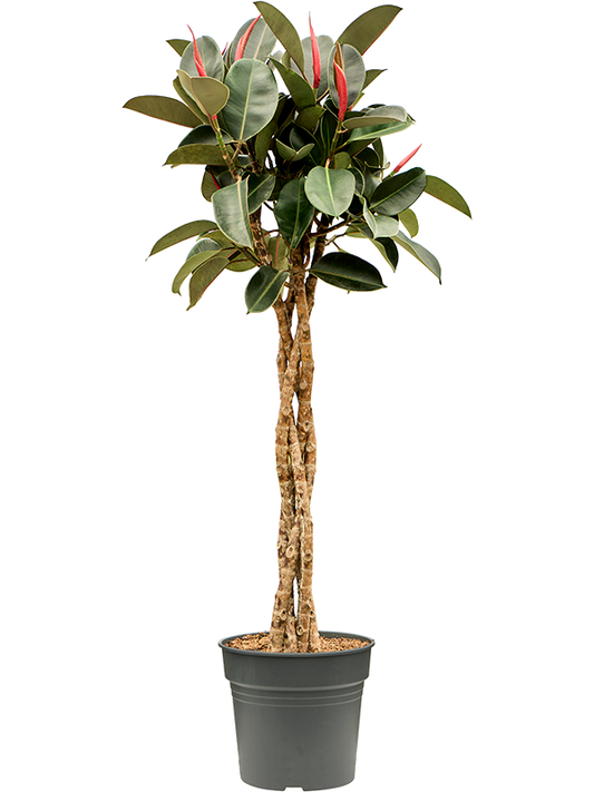 Planta naturala de interior Stem braided D65xH150cm Ficus elastica 'Burgundy' PS30/27cm in pamant