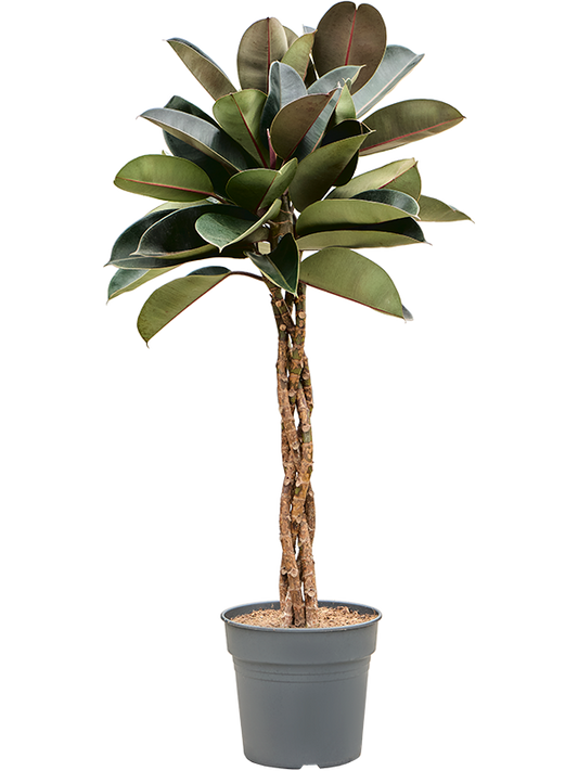 Planta naturala de interior Stem braided D65xH160cm Ficus elastica 'Burgundy' PS30/27cm in pamant